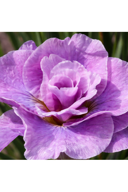 Iris sibirica Pink Parfait